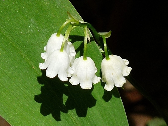 {Convallaria pseudomajalis}